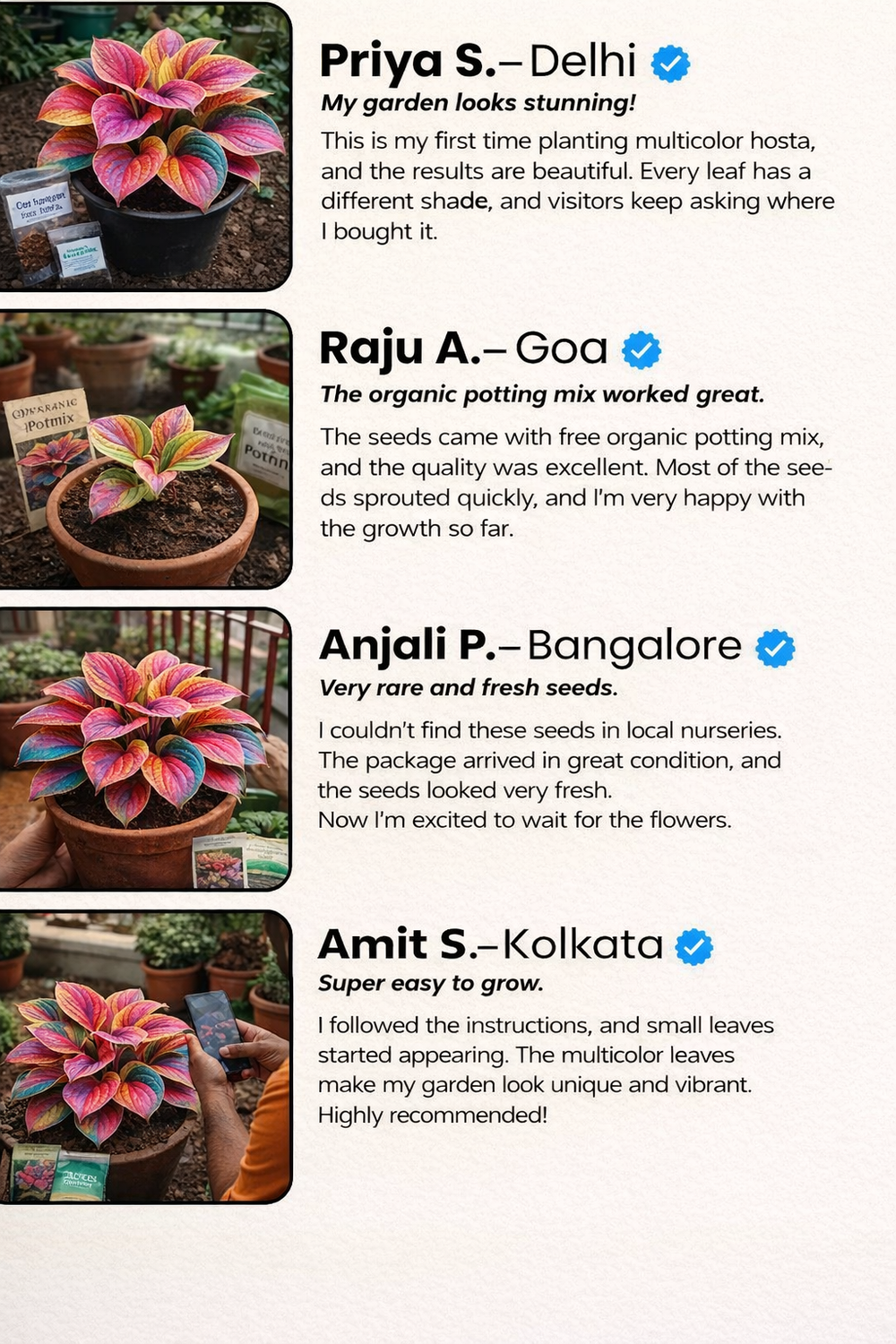 💥LAST DAY SALE 50%OFF💥🌿Premium Rare Hosta Seeds